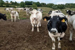 Lire la suite à propos de l’article Manger mieux : les secrets de l’excellence de la viande belge